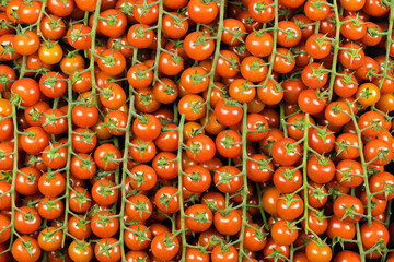 Top view of many green tomatoes of the cherry branch variety, red color, with drops of water and studio lighting.