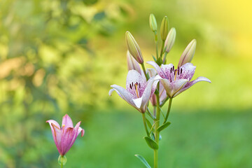Amazing white pink Lilium Muscadet or Cogoleto (Lilium, Liliaceae) flower on natural green background. Selective focus. The blooming Oriental Anastasia Lilly hybrid.