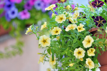 Basket of vibrant yellow surfinia flowers or petunia in bloom hanging in summer. Background of group blooming petunia surfinia. Colorful decorative flowers on the balcony. 