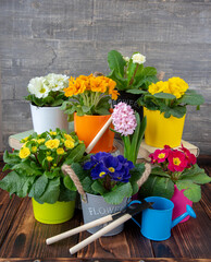 Several colorful pots with primroses on the wooden floor.
