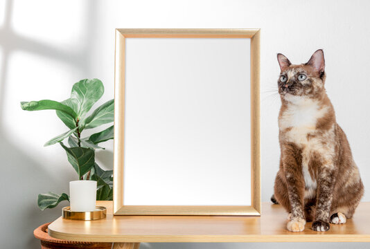 Frame or Poster mock up in living room and cat with window shadow on white wall background.