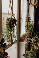 Collection of plants based in small millenials' rental flat: maranta, calathea, monstera, palm, ceropegia, epipremnum, philodendron, scindapsus, stromanthe