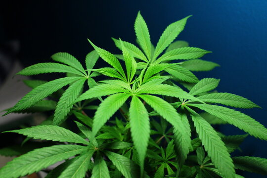 Mariguana close-up