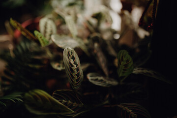 Collection of plants based in small millenials' rental flat: maranta, calathea, monstera, palm, ceropegia, epipremnum, philodendron, scindapsus, stromanthe