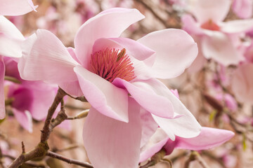 Closeup of beautiful magnolia blossoms in full bloom in springtime

