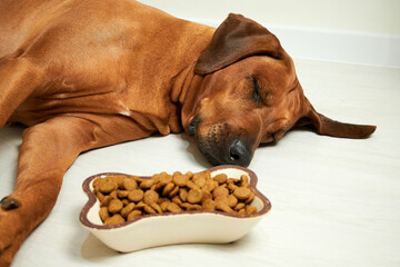 Dog fall asleep next to food bowl, close-up, dog food.
