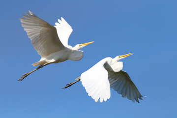 two Great Egret (Ardea alba) flying over the blue sky