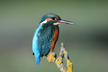 martin pescador en el río Adaja (Avila)
