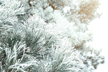 Naklejka na ściany i meble Frosty coniferous tree branches outdoors. Winter season