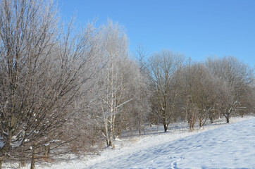 Bäume mit Raureif bei strengem Frost im Schnee
