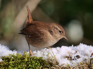 zaunkönig, troglodytes troglodytes, sucht im winter im schnee nach futter