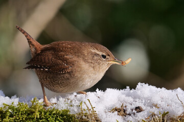 zaunkönig, troglodytes troglodytes, mit einem wurm im schnabel im winter mit schnee