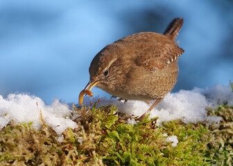 zaunkönig, troglodytes troglodytes, im winter im schnee mit einem wurm im schnabel