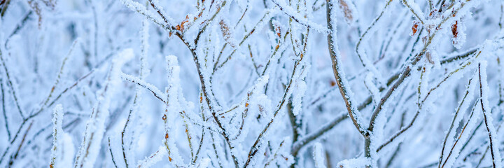 Snow and rime ice on the branches of bushes. Beautiful winter background with trees covered with hoarfrost. Plants in the park are covered with hoar frost. Cold snowy weather. Cool frosting texture.