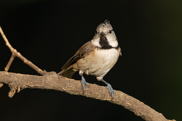Herrerillo capuchino posado en una rama (Lophophanes cristatus)