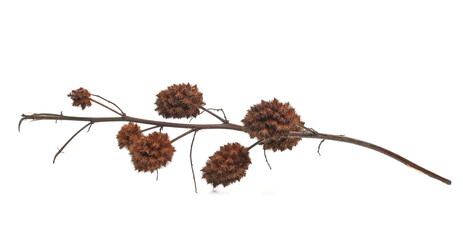 Dry burdock seeds isolated on white background