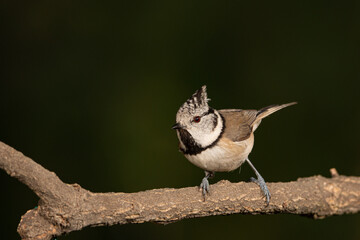 Herrerillo capuchino posado en una rama (Lophophanes cristatus)