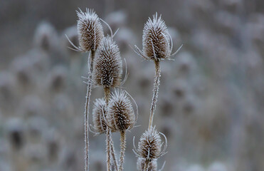 Closeup shot of frozen Teasel, Dipsacus