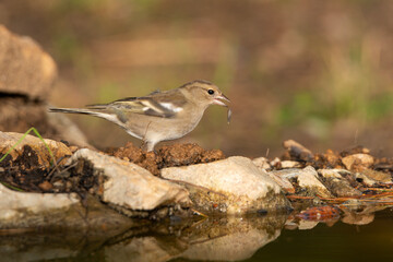Pinzón vulgar comiendo semillas (Fringilla coelebs)