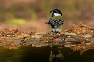 Carbonero común de espalda en el estanque (Parus major)