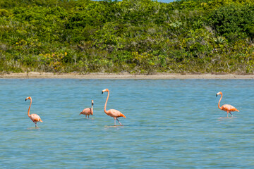 American flamingo at Flamingo Pond, North Caicos, Turks and Caicos Islands, Caribbean. © Danita Delimont
