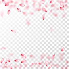 Fototapeta na wymiar Japanese cherry petals on transparent background.