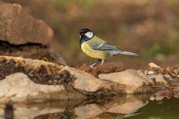 Obraz premium Carbonero común posado en el borde de la charca (Parus major)