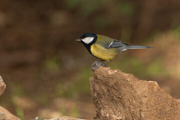 Carbonero común comiendo en una piedra  (Parus major)