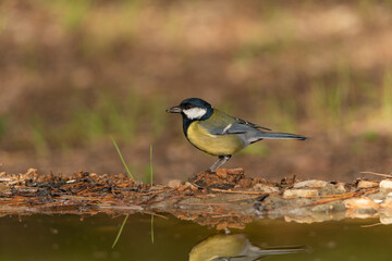 Carbonero común en el estanque (Parus major)