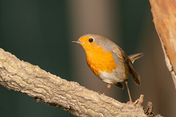 Petirrojo europeo (Erithacus rubecula)