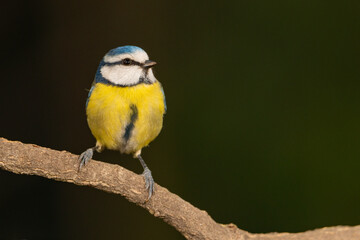 Herrerillo común posado en una rama de árbol  (Cyanistes caeruleus)