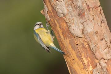 Herrerillo común posado en un tronco de árbol  (Cyanistes caeruleus)