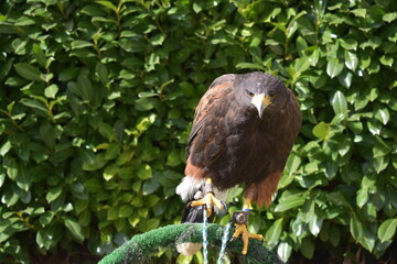 Aguila 