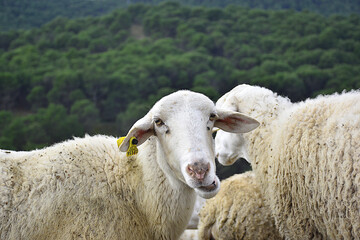 Portrait of white colored sheep chewing. Pine forest background in winter. Calahorra, La Rioja.