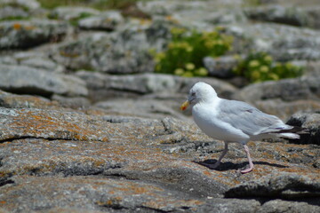 mouette qui marche sur un rocher