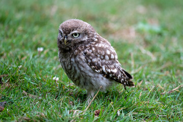Little owl (Athene noctua) photographed in a grassy meadow