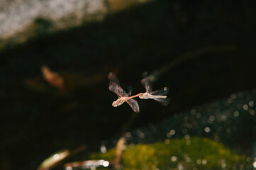 Libélulas volando muy pegadas la una a la otra sobre fondo oscuro