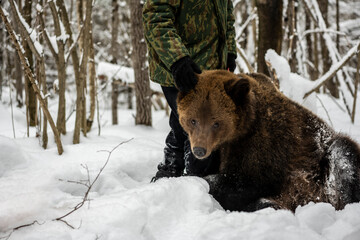 brown bear hunts and plays in the snowy winter forest