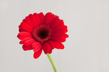 spring concept- red gerbera flower - red daisy macro petals on white background