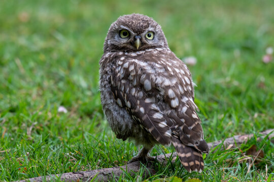 Little owl (Athene noctua) photographed in a grassy meadow