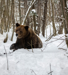 brown bear hunts and plays in the snowy winter forest