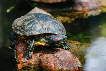 Tortuga sobre una roca bajo el sol
