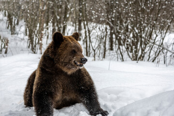 Fototapeta na wymiar brown bear hunts and plays in the snowy winter forest