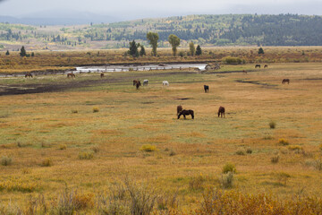 Fototapeta na wymiar Buffalo in a field in Yellowstone.