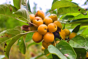 Früchte am Baum, Görlitz, Sachsen, Deutschland