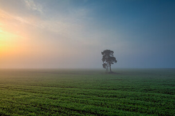 Lonely tree on the field in the morning, mist.