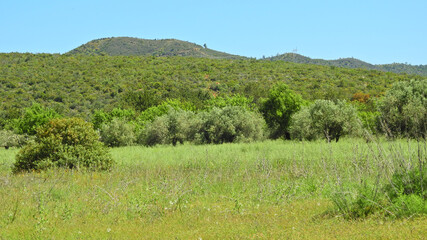 Fototapeta na wymiar Green Landscape in Algarve, Portugal