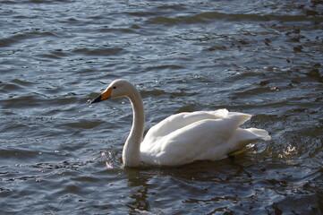 Obraz premium 厳しい寒さを避けて越冬で飛来地へと渡ってきた、美しい白い羽毛のオオハクチョウ