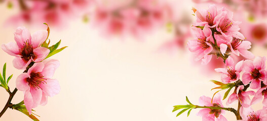 Naklejka na ściany i meble Spring cherry blossom, vintage soft floral card