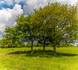 A panorama view of sheep sheltering from the sun under a tree close to the village of Laughton near Market Harborough, UK in springtime